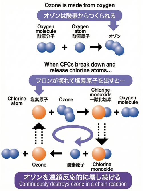 Mechanism of Ozone Destruction by CFCs Image